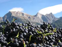 Weingut Jürg & Daniela - Klicken Sie, um das Bild 4 in einer Lightbox vergrössert darzustellen