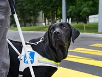 Stiftung Schweizerische Schule für Blindenführhunde - Klicken Sie, um das Bild 1 in einer Lightbox vergrössert darzustellen