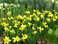 Bärtschi Blumen Pflanzen Floristik