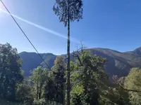 ONSFOREST Sagl