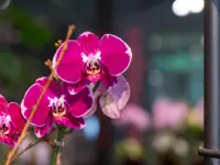 Au Bouquet - Klicken Sie, um das Bild 14 in einer Lightbox vergrössert darzustellen