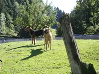 Tierferienheim Gredig - Klicken Sie, um das Bild 3 in einer Lightbox vergrössert darzustellen