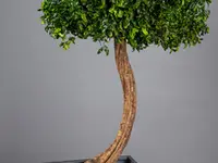 Vegetal Trend Sàrl