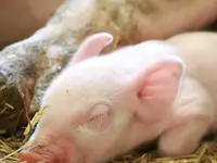 AG für Tiergesundheit