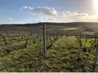 Vini D'Amato AG - Klicken Sie, um das Bild 4 in einer Lightbox vergrössert darzustellen