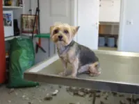 Hundesalon Dany