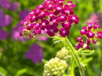 GD Fleurs