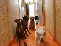 V.I.Pets Gossau