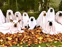 Nimalik Hundeschule & Hundepension