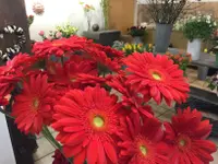 Blumen etc.