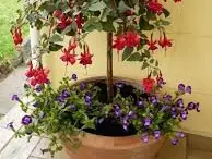 Wiedmer-Blumen AG