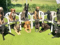 Nimalik Hundeschule & Hundepension