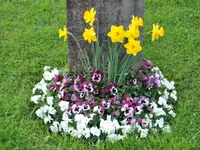 Friedhofgärtnerei Köniz - Klicken Sie, um das Bild 5 in einer Lightbox vergrössert darzustellen