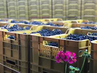 CANTINA IL CAVALIERE SA