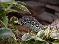 Reptiking GmbH