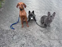 Focus Dogs Hundeschule KlG