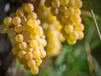 Weinbau Cordula Morgenegg-Posch
