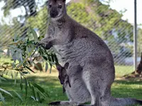 Plättli-Zoo AG - Klicken Sie, um das Bild 6 in einer Lightbox vergrössert darzustellen