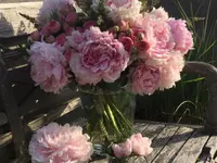 AUHOF Pflanzen Garten Blumen