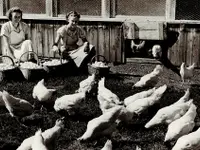 Soller Junghennen AG