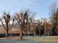 Scheuner Gartenbau AG