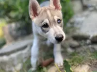 Vanessa Rieder, VanJara-Dogtraining - Klicken Sie, um das Bild 4 in einer Lightbox vergrössert darzustellen