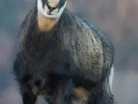 Schweizerischer Nationalpark - Klicken Sie, um das Bild 9 in einer Lightbox vergrössert darzustellen