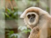 Zoo al Maglio - Neggio - Klicken Sie, um das Bild 12 in einer Lightbox vergrössert darzustellen