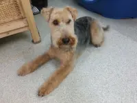 Hundesalon Zolli