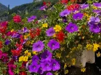Blumen Hirt