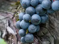 CANTINA IL CAVALIERE SA
