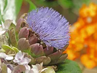 Atelier Cagna-Fleurs