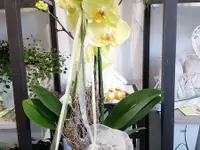 Fleur-antic Blumengeschäft