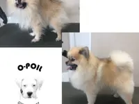 O-Poil