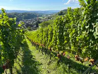 Baumgartner Weinbau AG