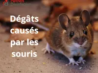 Partners Desinfection | Votre spécialiste en Nuisibles