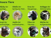 Alpaka Trekking Balmberg Tannenheim