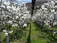 Azienda Ortofrutticola Taiana sagl