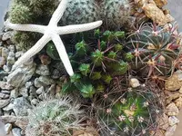 Hertig Fleurs