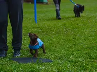 Hundeschule MyBestFriends