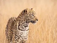 L'Œil Sauvage - Wildlife Experience - Klicken Sie, um das Bild 11 in einer Lightbox vergrössert darzustellen