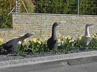 gartenbaumann AG