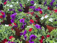 A. Pinto Fleurs