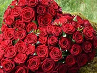 Blumen Zweerus