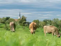 Gemeindeverwaltung Mörschwil - Klicken Sie, um das Bild 2 in einer Lightbox vergrössert darzustellen