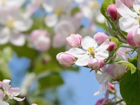 Bont Gartenbau und Gartenpflege AG - Cliccare per ingrandire l’immagine panoramica