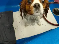 Agota's Hundesalon