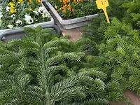 Au Jardin Blumen GmbH