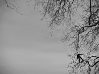 EQUILIBRE SOINS AUX ARBRES - Klicken Sie, um das Bild 7 in einer Lightbox vergrössert darzustellen