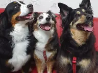 Hundeschule Barts - Klicken Sie, um das Bild 8 in einer Lightbox vergrössert darzustellen